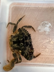 Charybdis japonica