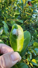 Ilex cassine