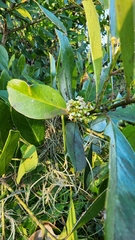Ilex cassine