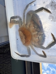 Charybdis japonica