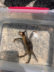 Charybdis japonica