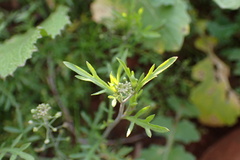 Lepidium nitidum