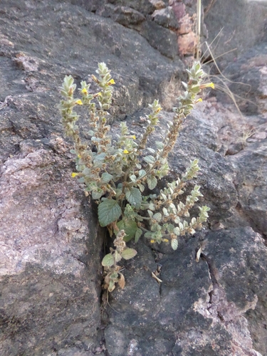 Image of Lindenbergia indica by (c) Ben Costamagna, some rights reserved (CC BY)