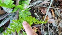 Pteridium aquilinum