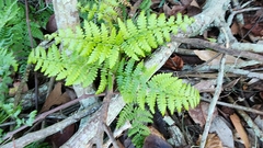 Pteridium aquilinum
