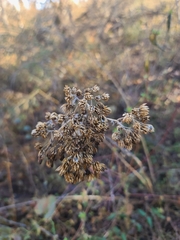 Verbesina virginica