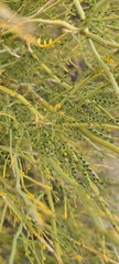 Parkinsonia microphylla
