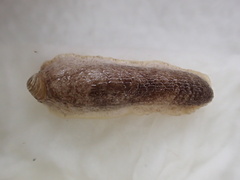 Testacella
