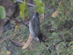 Curruca crassirostris