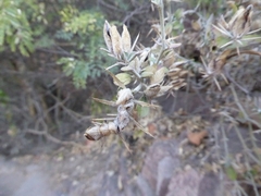 Lepidagathis trinervis