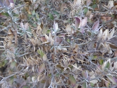 Lepidagathis trinervis