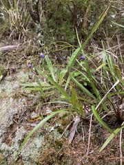 Dianella nigra