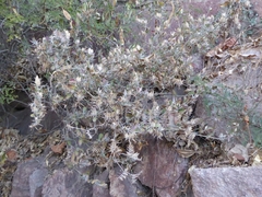 Lepidagathis trinervis