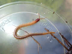 Dicellophilus limatus