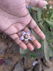 Calotropis