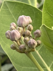 Calotropis