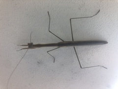 Tenodera australasiae