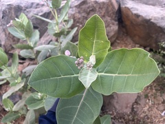 Calotropis