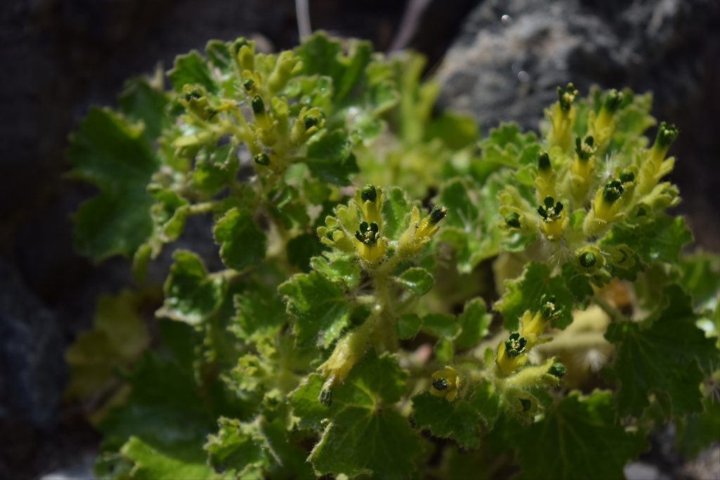 Rock nettle (Eucnide rupestris)