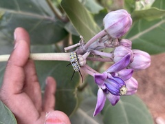 Calotropis