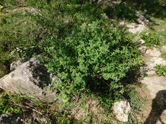 Minthostachys verticillata