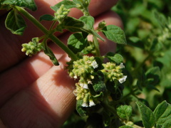 Minthostachys verticillata