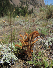 Aphyllon fasciculatum