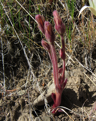 Aphyllon fasciculatum