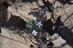 Langloisia setosissima setosissima