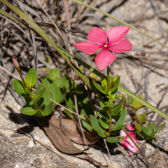 Catharanthus roseus