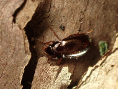 Amarotypus edwardsii