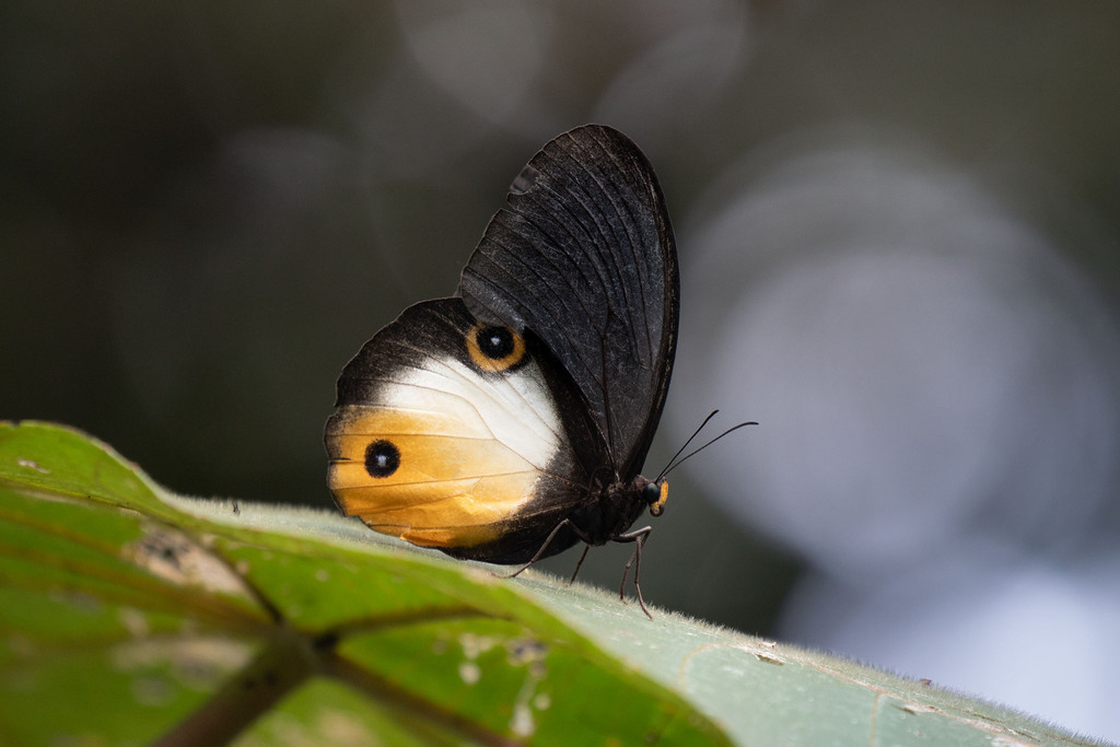 Taenaris onolaus