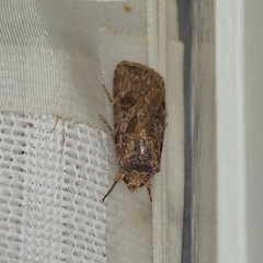 Agrotis munda