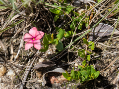 Catharanthus roseus