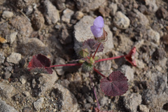 Eremalche rotundifolia