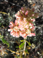 Eriogonum heracleoides