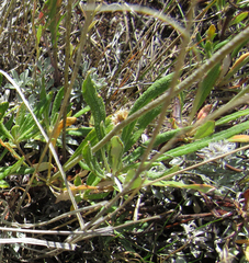 Eriogonum heracleoides
