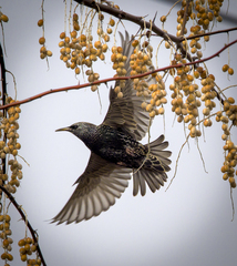 Sturnus vulgaris