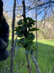 Ribes speciosum