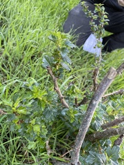 Ribes speciosum