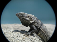 Ctenosaura hemilopha