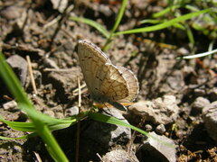 Celastrina lucia