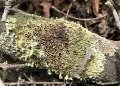 Flavoparmelia rutidota