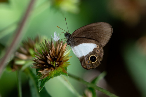Platypthima leucomelas