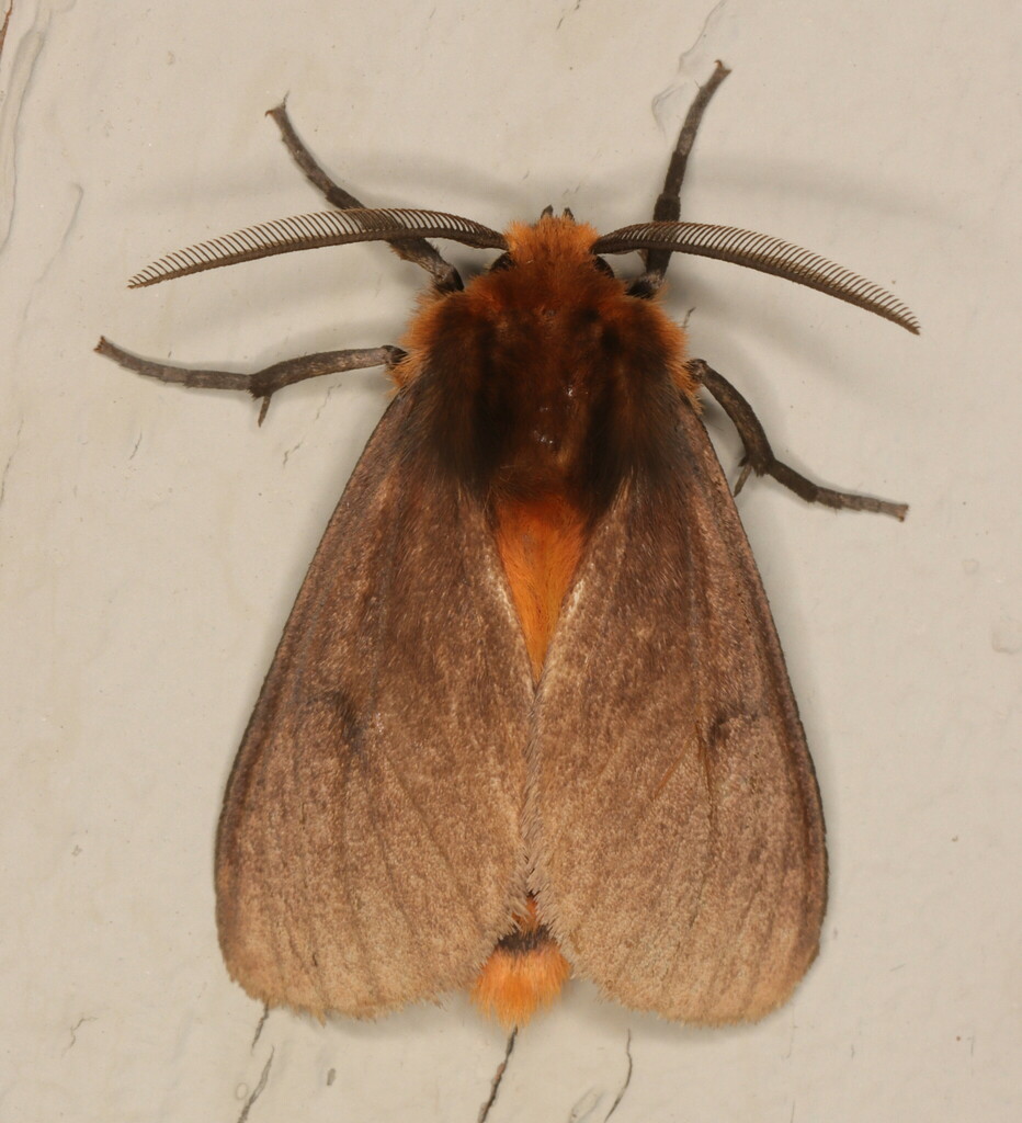 Metarctia brunneipennis