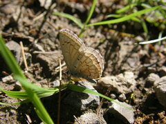 Celastrina lucia