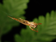 Episinus