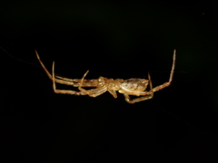 Episinus