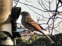 Spizella passerina