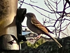 Spizella passerina